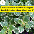 Variegated Swedish Ivy Plant | Plectranthus coleoides ‘Variegata’ | Trailing, Easy-Care Indoor & Outdoor