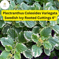 Plectranthus coleoides ‘Variegata’ Live Rooted Cuttings 4" - Variegated Swedish Ivy, Trailing, Fragrant Indoor & Outdoor Plant