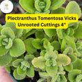Plectranthus tomentosa Vicks Plant | 3 Live Unrooted 4" Succulent Cuttings | Aromatic Fuzzy Leaves, Easy-Care Herb