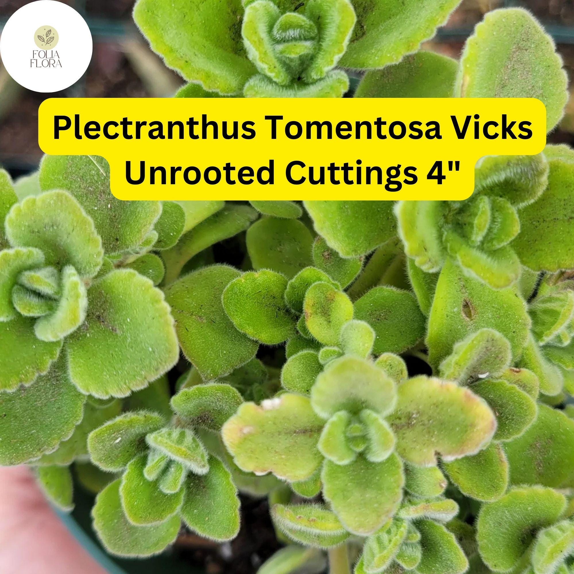 Plectranthus tomentosa Vicks Plant | 3 Live Unrooted 4" Succulent Cuttings | Aromatic Fuzzy Leaves, Easy-Care Herb