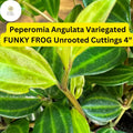 Peperomia angulata ‘Funky Frog’ | 4" Live Unrooted Cuttings | Variegated Trailing Houseplant for Indoor Decor