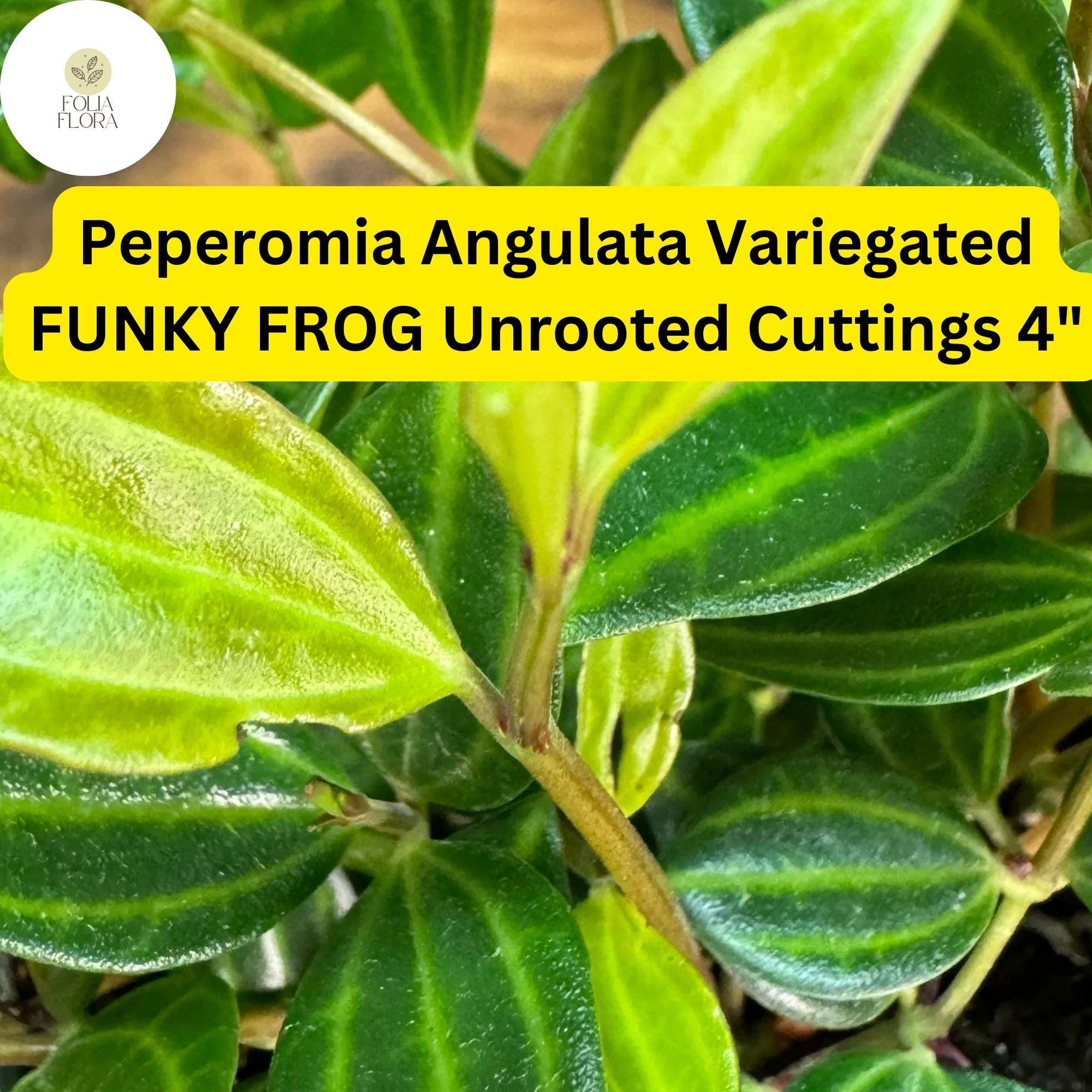 Peperomia angulata ‘Funky Frog’ | 4" Live Unrooted Cuttings | Variegated Trailing Houseplant for Indoor Decor