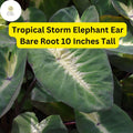 Colocasia esculenta ‘Tropical Storm’ Elephant Ear Bare Root Plant – Exotic Foliage for Gardens & Containers