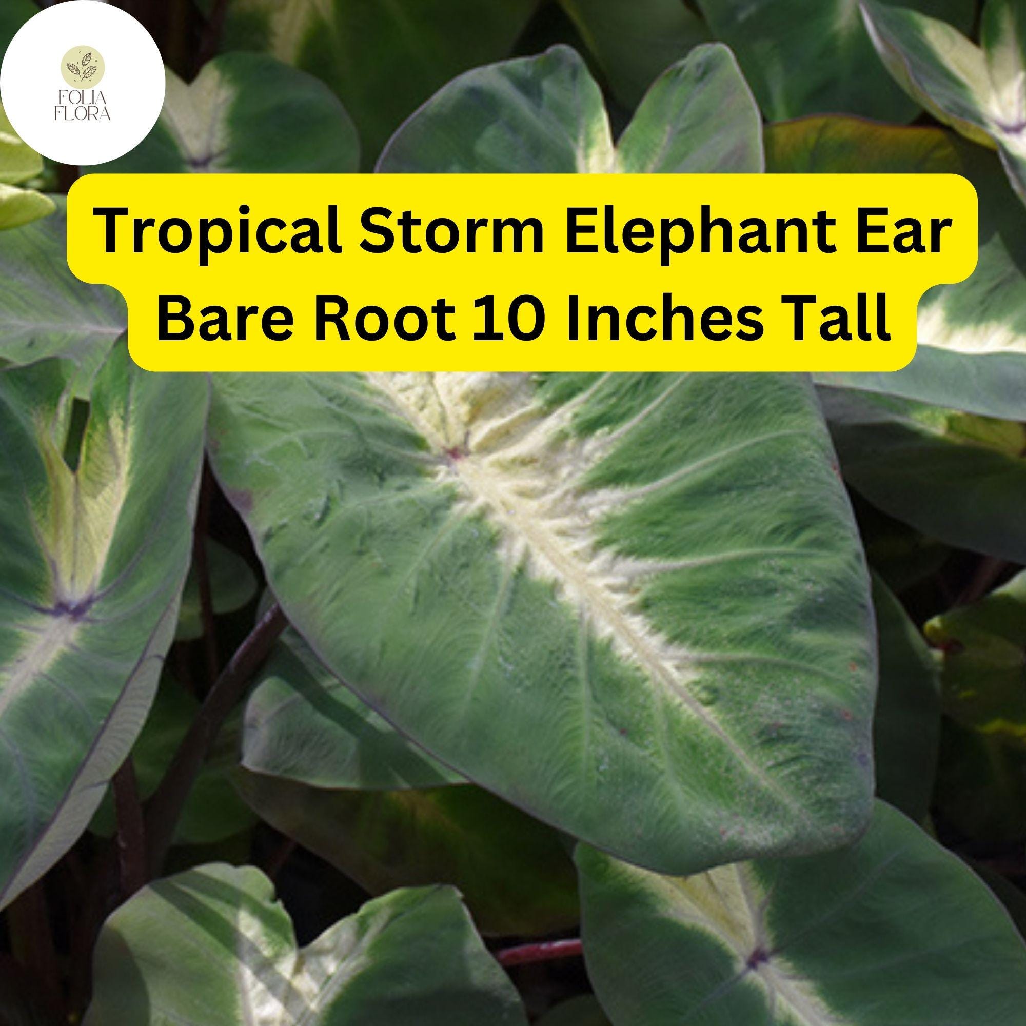 Colocasia esculenta ‘Tropical Storm’ Elephant Ear Bare Root Plant – Exotic Foliage for Gardens & Containers
