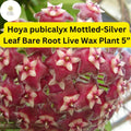 Hoya pubicalyx Mottled Silver Leaf Bare Root Live Wax Plant 5” – Tropical Vining Houseplant, Fragrant Star Flowers