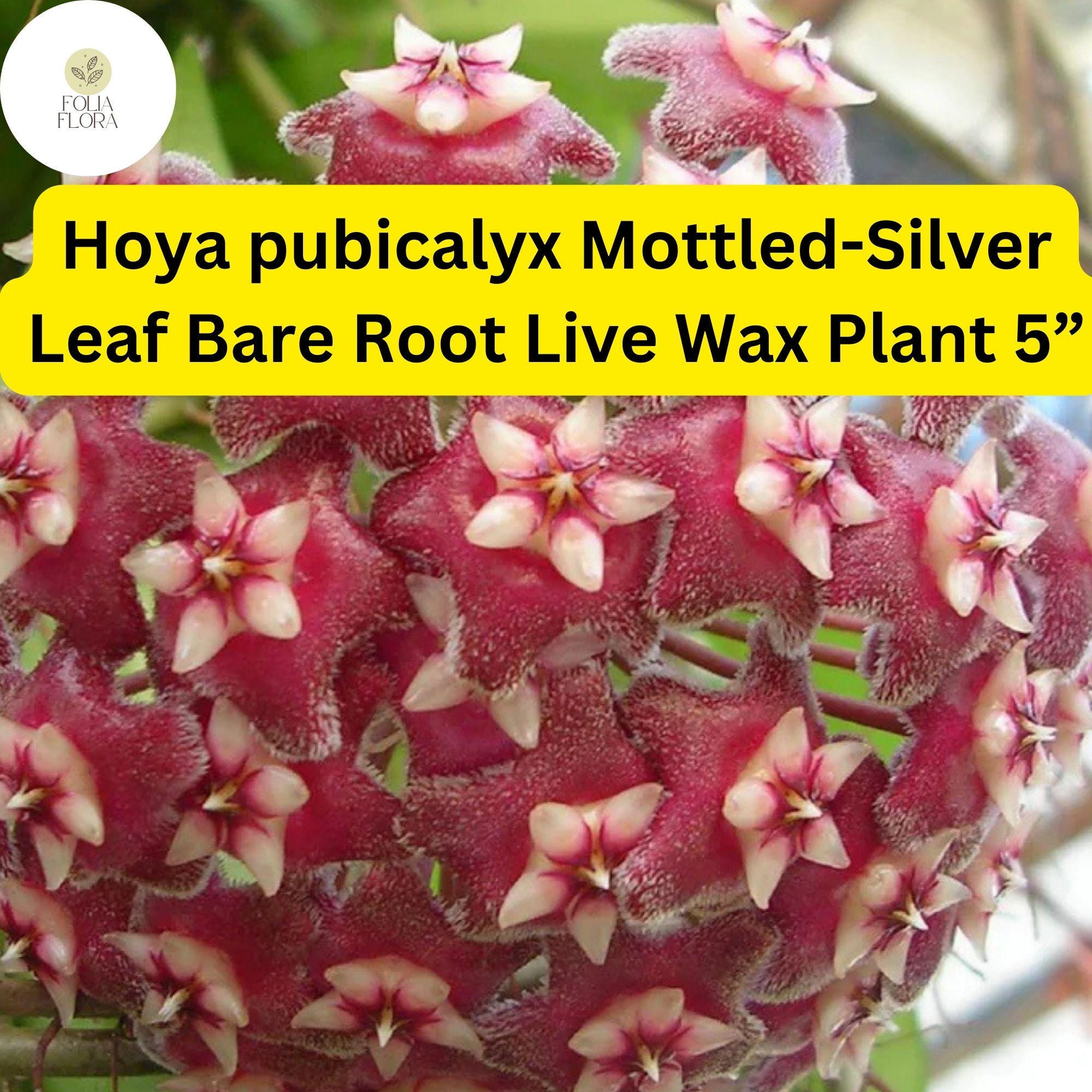 Hoya pubicalyx Mottled Silver Leaf Bare Root Live Wax Plant 5” – Tropical Vining Houseplant, Fragrant Star Flowers