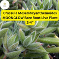 Moonglow Crassula Succulent Bare Root | Fuzzy Silvery Green Leaves | Drought-Tolerant Indoor & Outdoor Plant