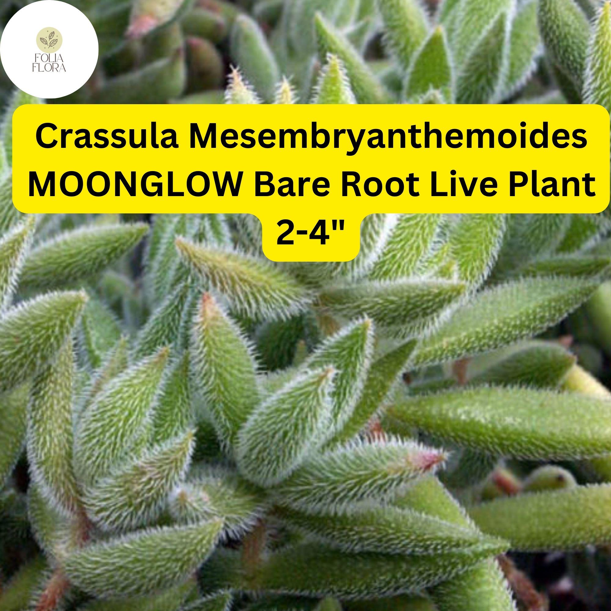 Moonglow Crassula Succulent Bare Root | Fuzzy Silvery Green Leaves | Drought-Tolerant Indoor & Outdoor Plant