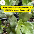 Green Fairy Jade Succulent Cuttings | Crassula Multicava Ground Cover, Trailing, Drought-Tolerant, Easy-Care, Indoor & Outdoor