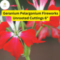 Geranium Pelargonium ‘Fireworks Red’ | 3 Live Unrooted Cuttings | Vibrant Red Flowers, Easy-Care, Pollinator-Friendly