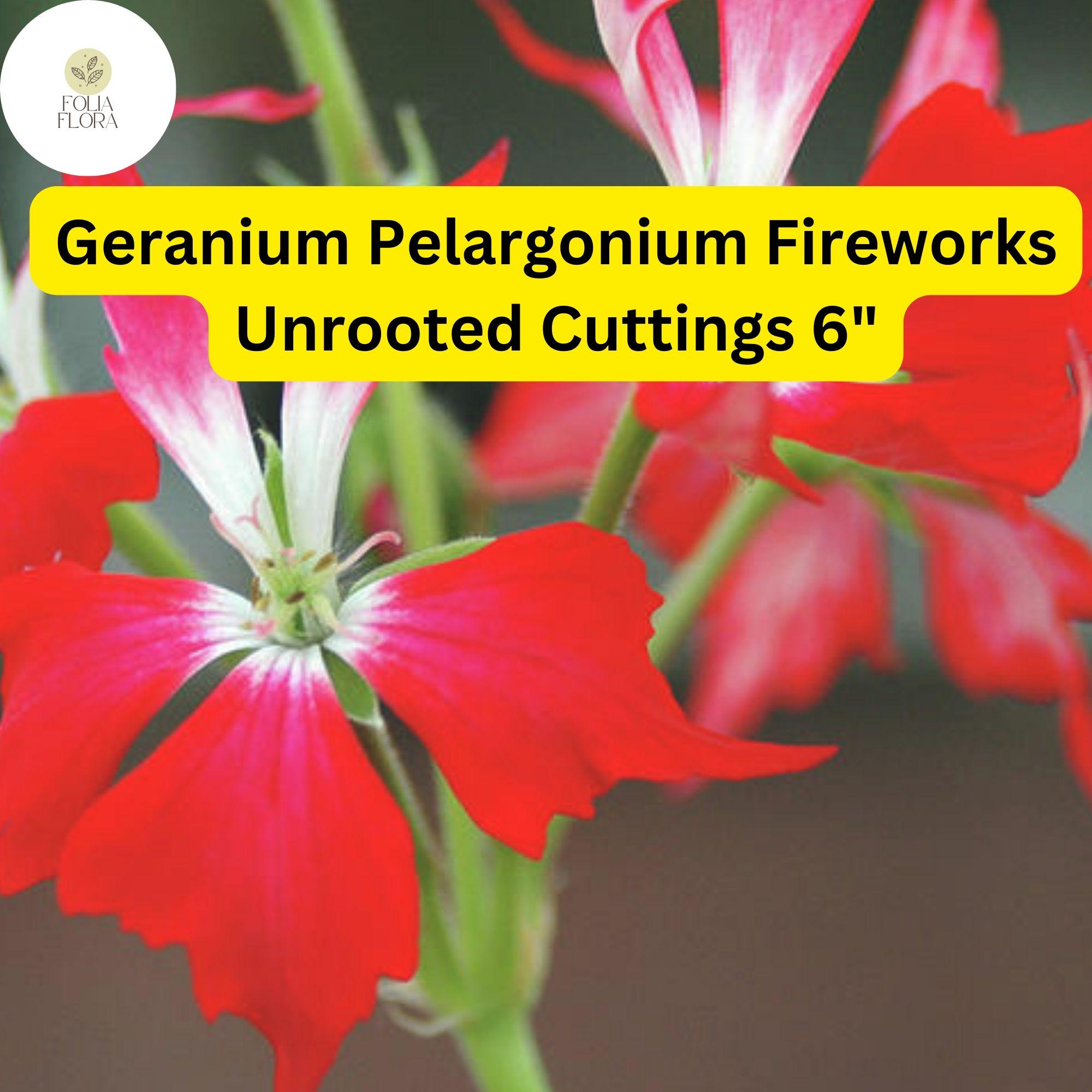 Geranium Pelargonium ‘Fireworks Red’ | 3 Live Unrooted Cuttings | Vibrant Red Flowers, Easy-Care, Pollinator-Friendly