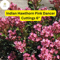 Pink Dancer Indian Hawthorn Cuttings – Evergreen Shrub, Flowering Hedge, Rhaphiolepis indica, Drought Tolerant, Pink Flowers