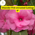 Pink Oleander Cuttings - 7 Live 6-Inch Unrooted Shrubs, Drought-Tolerant, Evergreen, Pink Flowers, Nerium Oleander, Coastal Garden Plant