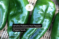 25 Ancho Poblano Pepper Seeds – Heirloom, Non-GMO, Mildly Spicy, Capsicum annuum