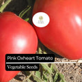 Pink Oxheart Tomato Seeds – Heirloom, Non-GMO, Large Juicy Pink Tomatoes, Solanum lycopersicum