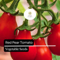 Red Pear Tomato Seeds – Heirloom, Non-GMO, High-Yield Cherry Tomato, Solanum lycopersicum