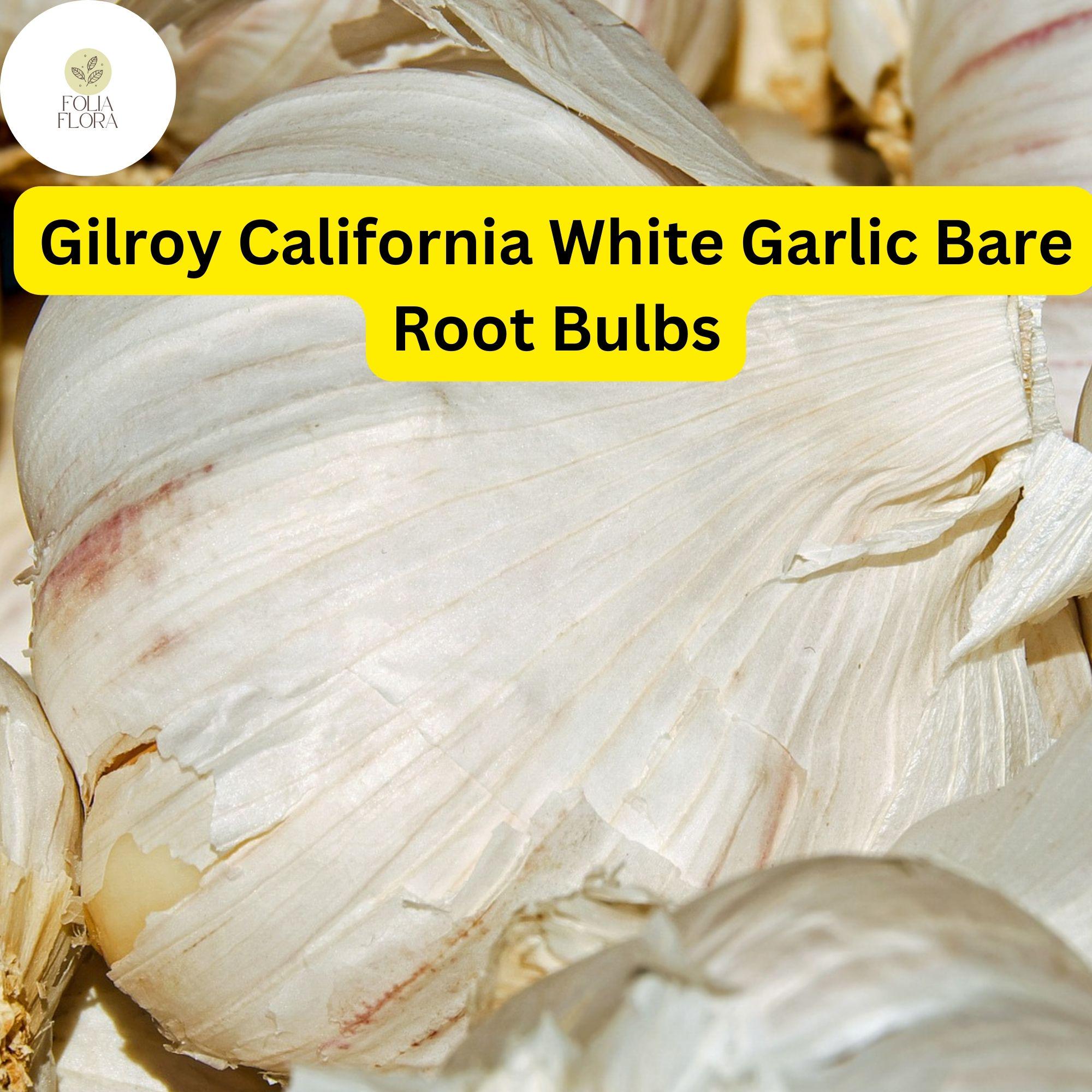 Allium Sativum Gilroy California White Garlic Bulbs - Heirloom, Hardneck, High-Yield, Culinary, Aromatic, Bare Root