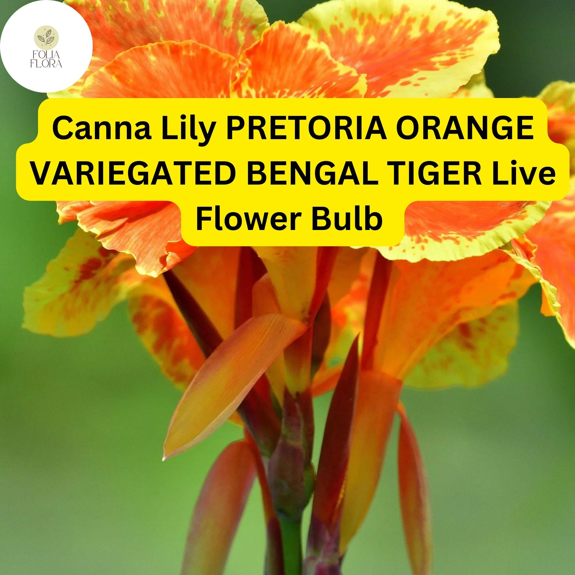 Pretoria Canna Lily Bulb | Orange Variegated Bengal Tiger Tropical Flower | Canna indica