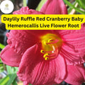 Daylily Ruffled Red Cranberry Baby Live Rooted Plant - Reblooming, Drought-Tolerant, Pollinator-Friendly, Hemerocallis
