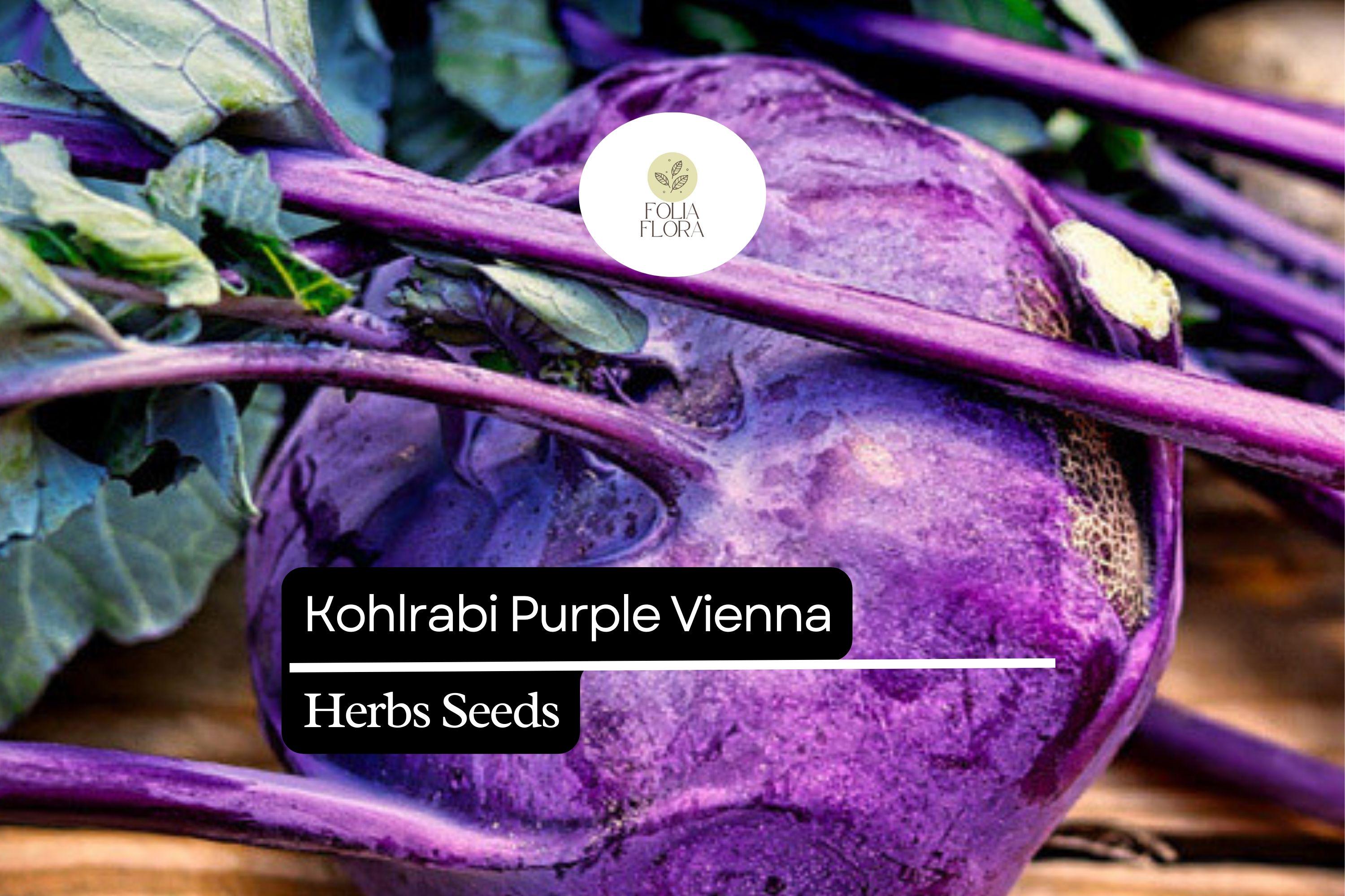 Purple Vienna Kohlrabi Seeds – Heirloom, Non-GMO, Cold Hardy, Crisp & Sweet, Fast-Growing, Vegetable Seed for Home Gardens