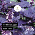 Red Rubin Basil Seeds – 200 Non-GMO Heirloom Seeds with Deep Purple Leaves, Aromatic, Culinary Herb, Ocimum basilicum 'Red Rubin'
