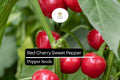 Sweet Red Cherry Pepper Seeds – Heirloom, Non-GMO, Small Round Bright Red, Capsicum annuum, 25 Seeds
