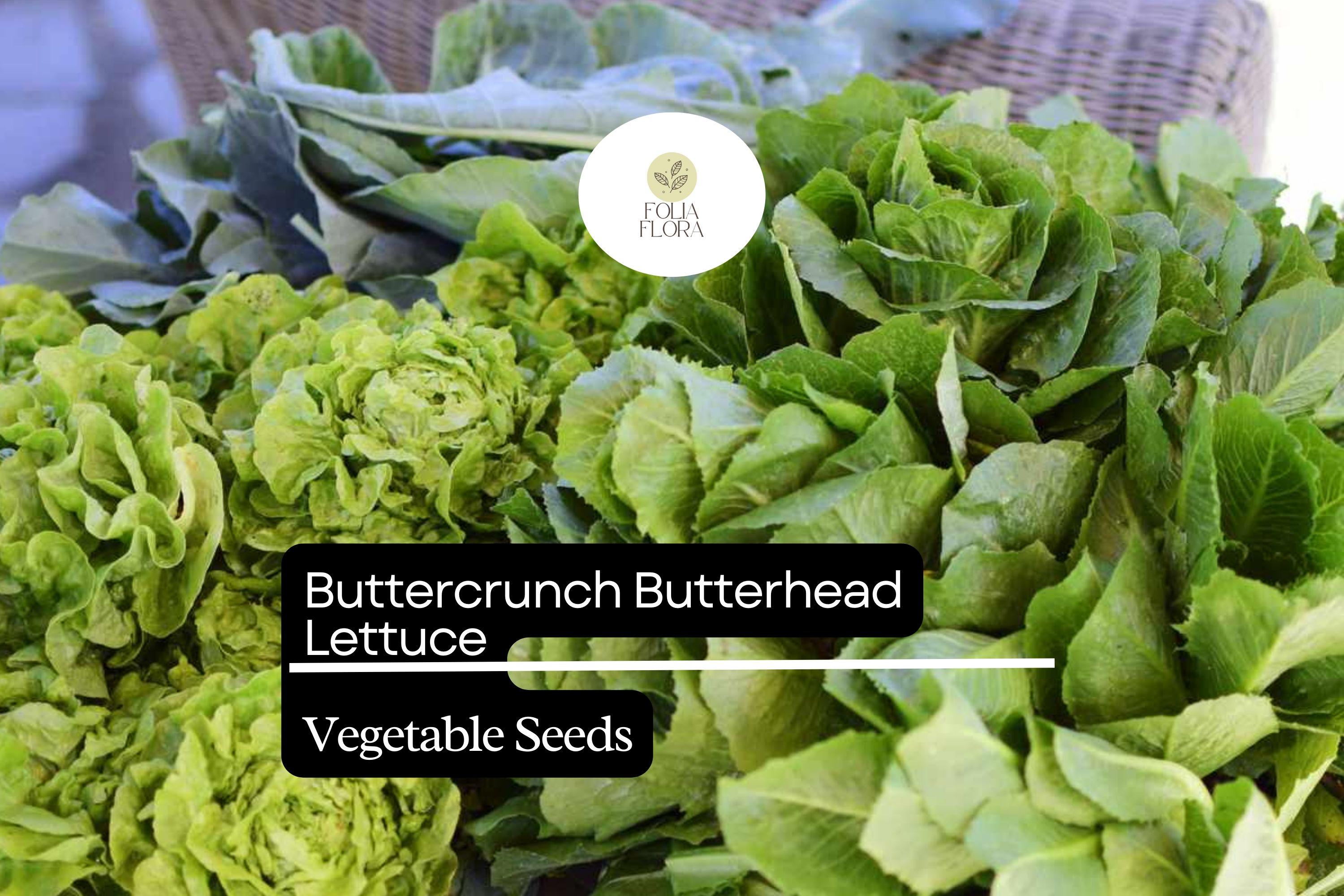Buttercrunch Lettuce Seeds – Heirloom, Heat-Tolerant, Tender & Sweet, Loose-Head Lactuca sativa