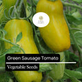 Green Sausage Tomato Seeds – Heirloom, Green-Yellow Striped, Sweet & Tangy Flavor, Solanum lycopersicum, 30 Seeds