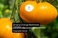 Amana Orange Tomato Seeds – Heirloom Beefsteak, Large Bright Orange Fruits, High-Yield, Low-Acid, Indeterminate Solanum lycopersicum