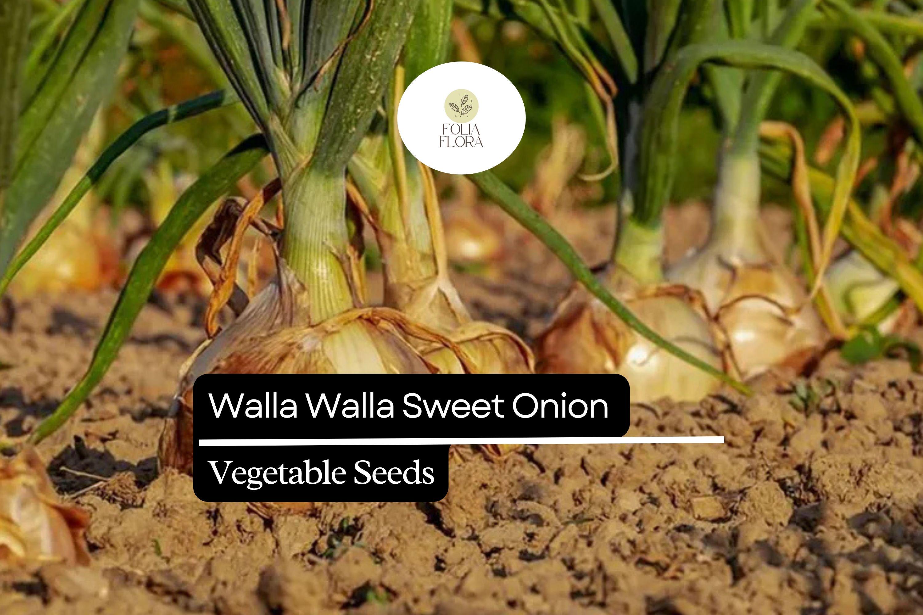200 Walla Walla Sweet Onion Seeds – Heirloom Allium Cepa, Large, Mild, Juicy, Golden Skin, Long-Day, High-Yield, Garden & Raised Bed