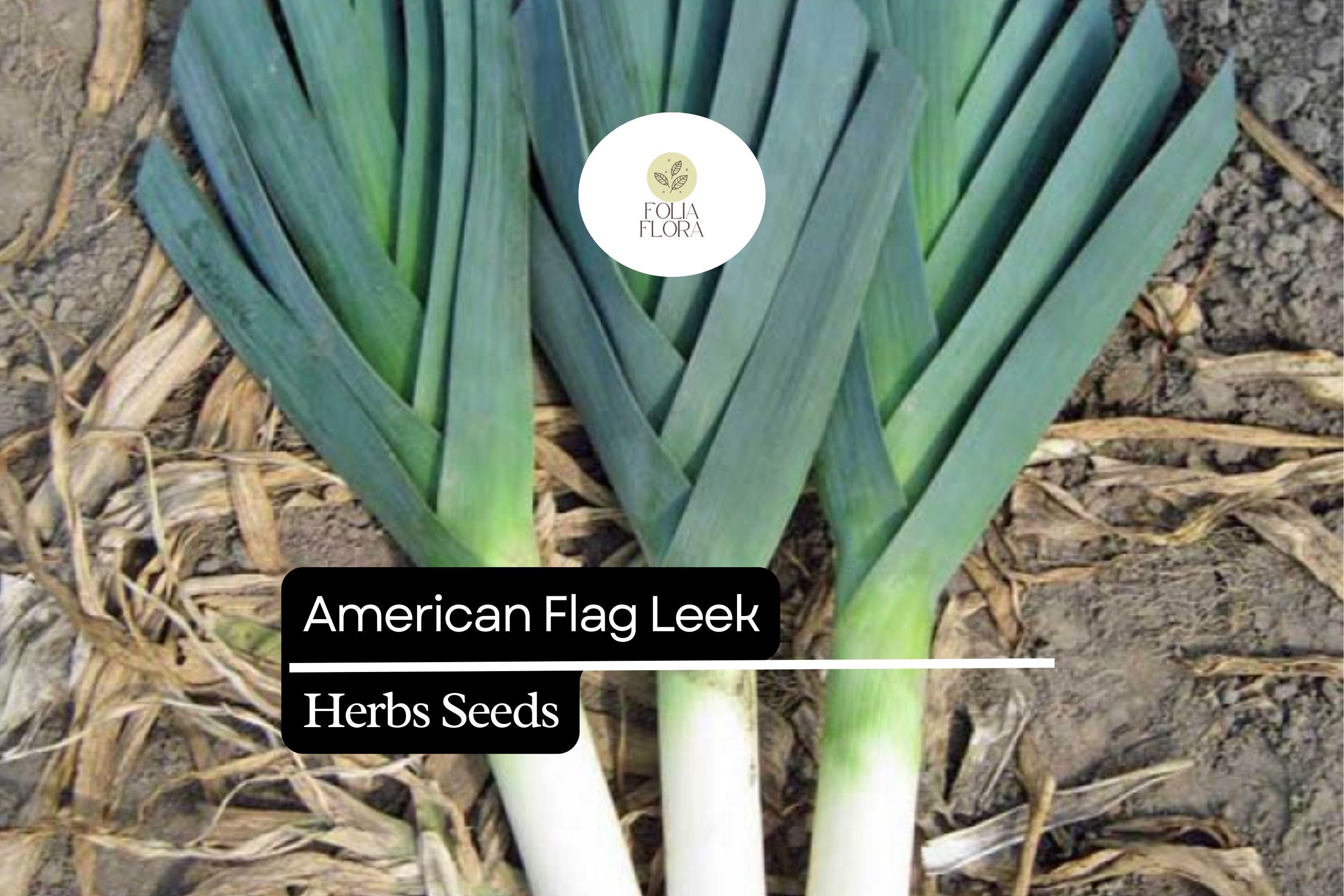 American Flag Leek Seeds – Heirloom Allium ampeloprasum, Long White Stems, Cold-Hardy, Gourmet Flavor, High-Yield, 200 Seeds