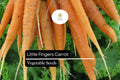 300 Little Fingers Carrot Seeds – Heirloom Mini Baby Carrots, Sweet & Crisp, Daucus carota, for Home Garden, Containers, and Salad