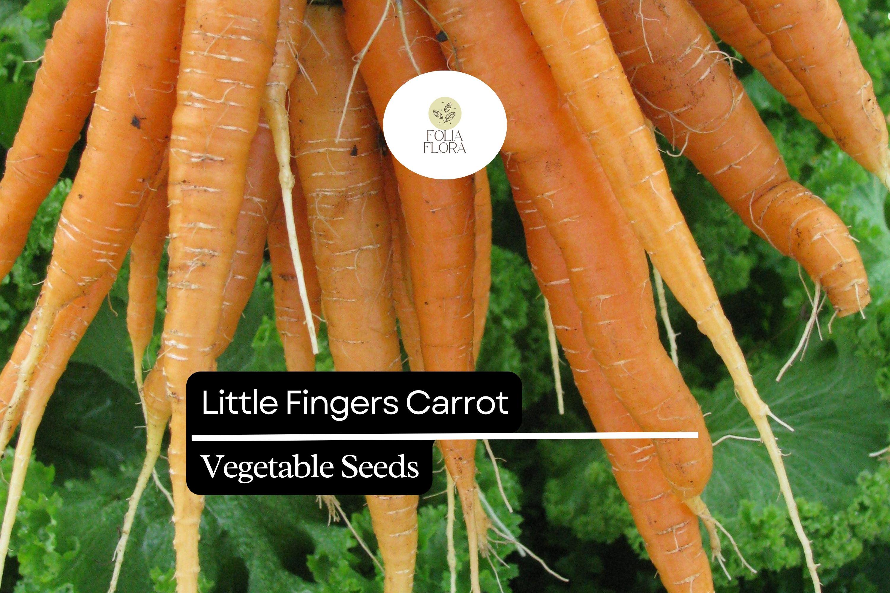 300 Little Fingers Carrot Seeds – Heirloom Mini Baby Carrots, Sweet & Crisp, Daucus carota, for Home Garden, Containers, and Salad