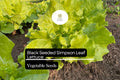 Black Seeded Simpson Lettuce Seeds – Heirloom, Fast-Growing, Tender & Crisp – Lactuca sativa, Salad Greens, Container Gardening