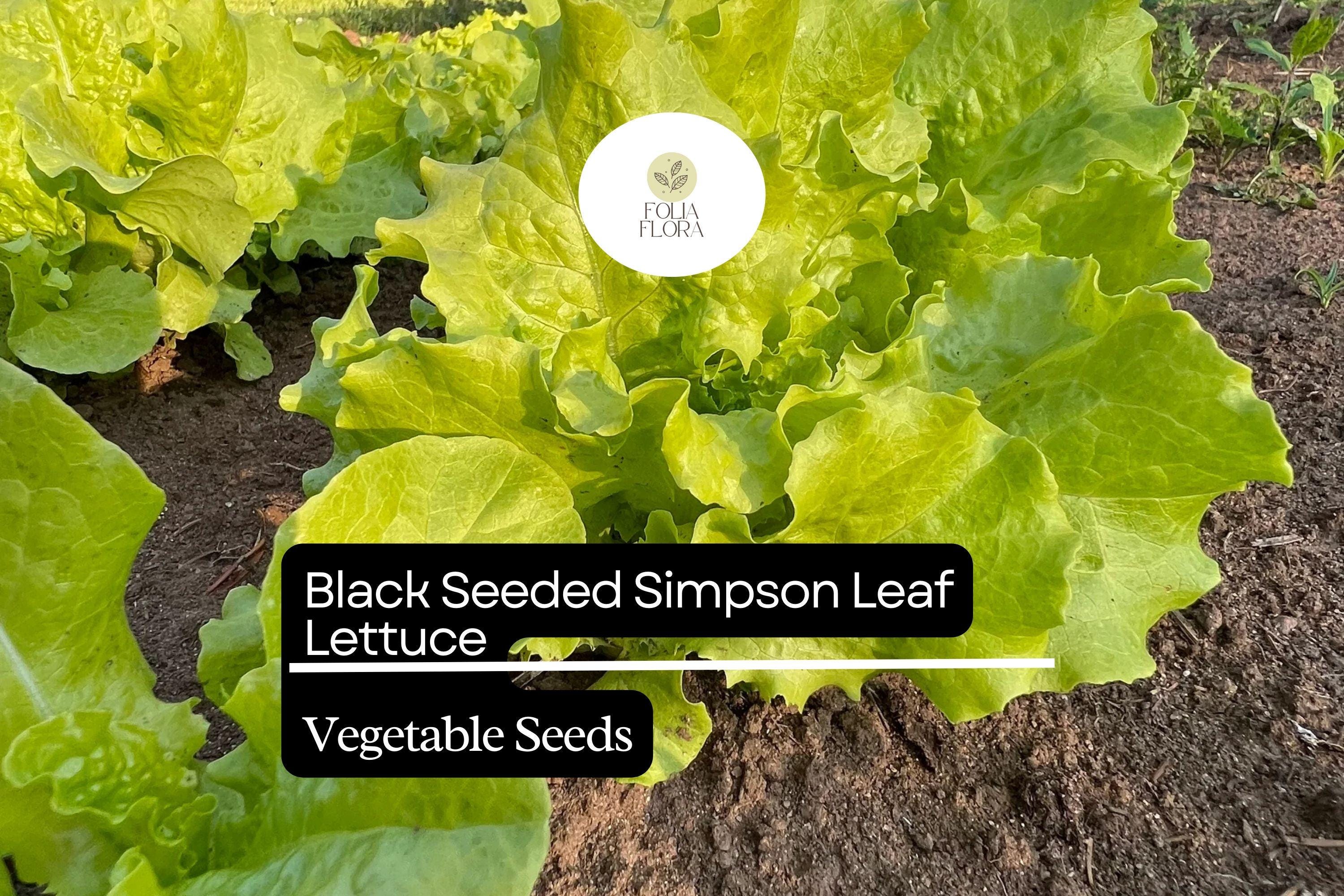 Black Seeded Simpson Lettuce Seeds – Heirloom, Fast-Growing, Tender & Crisp – Lactuca sativa, Salad Greens, Container Gardening