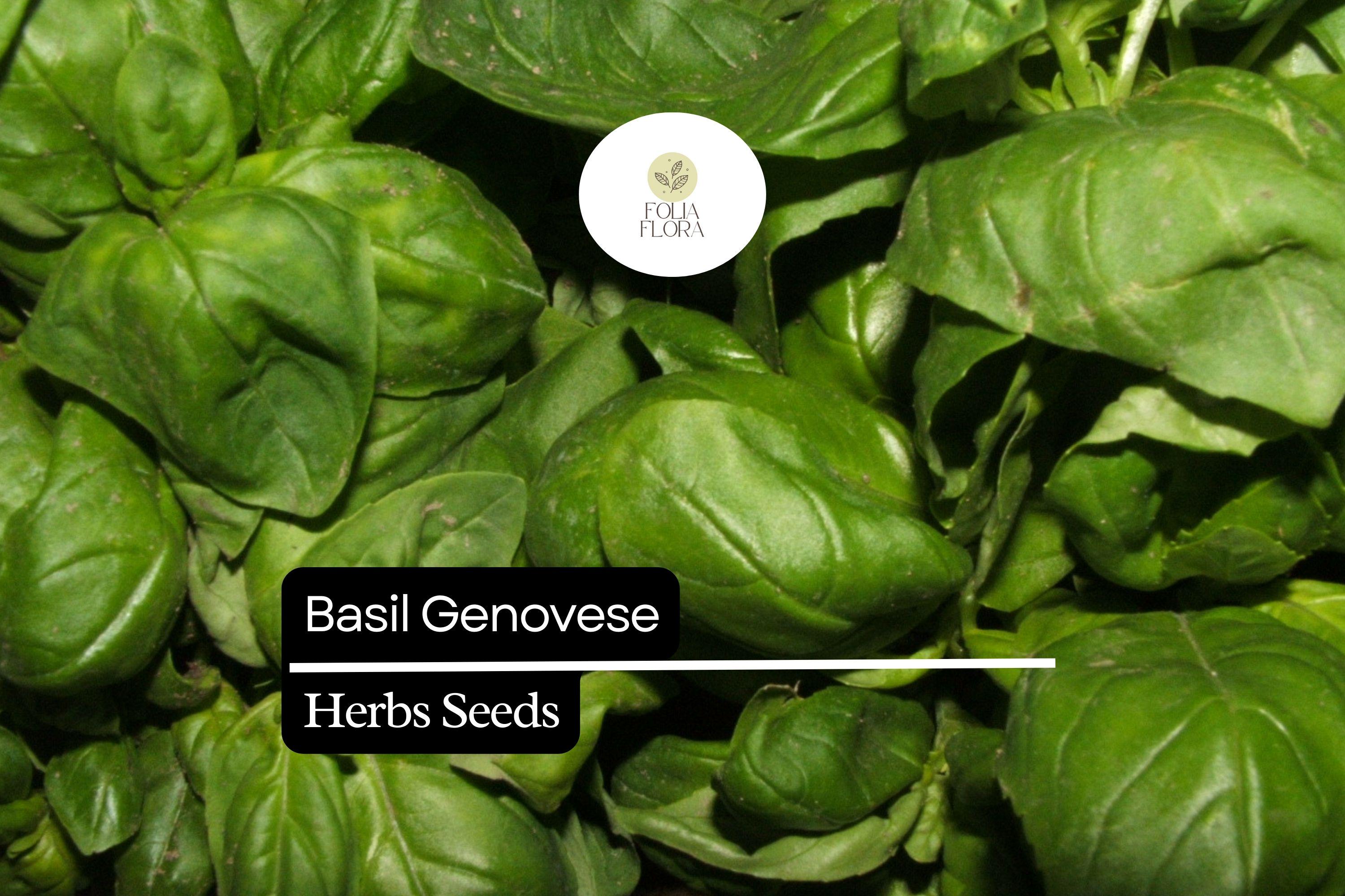 200 Genovese Basil Seeds – Heirloom, Aromatic, Culinary Herb, Ocimum basilicum, Easy to Grow for Pesto, Pasta & Salads
