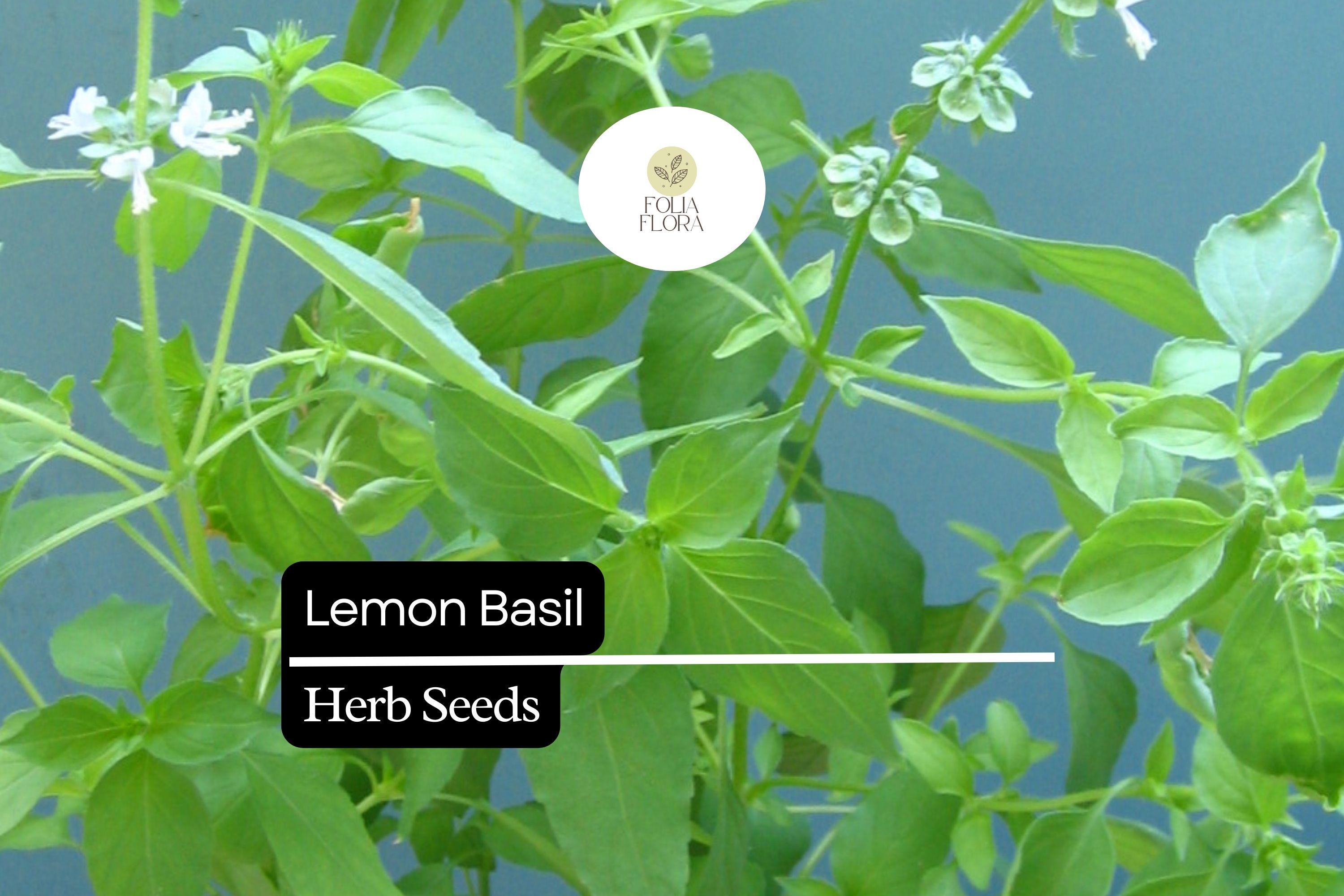 Lemon Basil Seeds – Heirloom Herb for Culinary & Tea, Ocimum basilicum var. citriodorum, Fragrant, Fast-Growing, Pollinator-Friendly