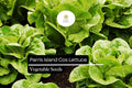 Parris Island Cos Lettuce Seeds – Heirloom Romaine, Heat Tolerant, Slow-Bolting, Garden & Container Growing, Lactuca sativa