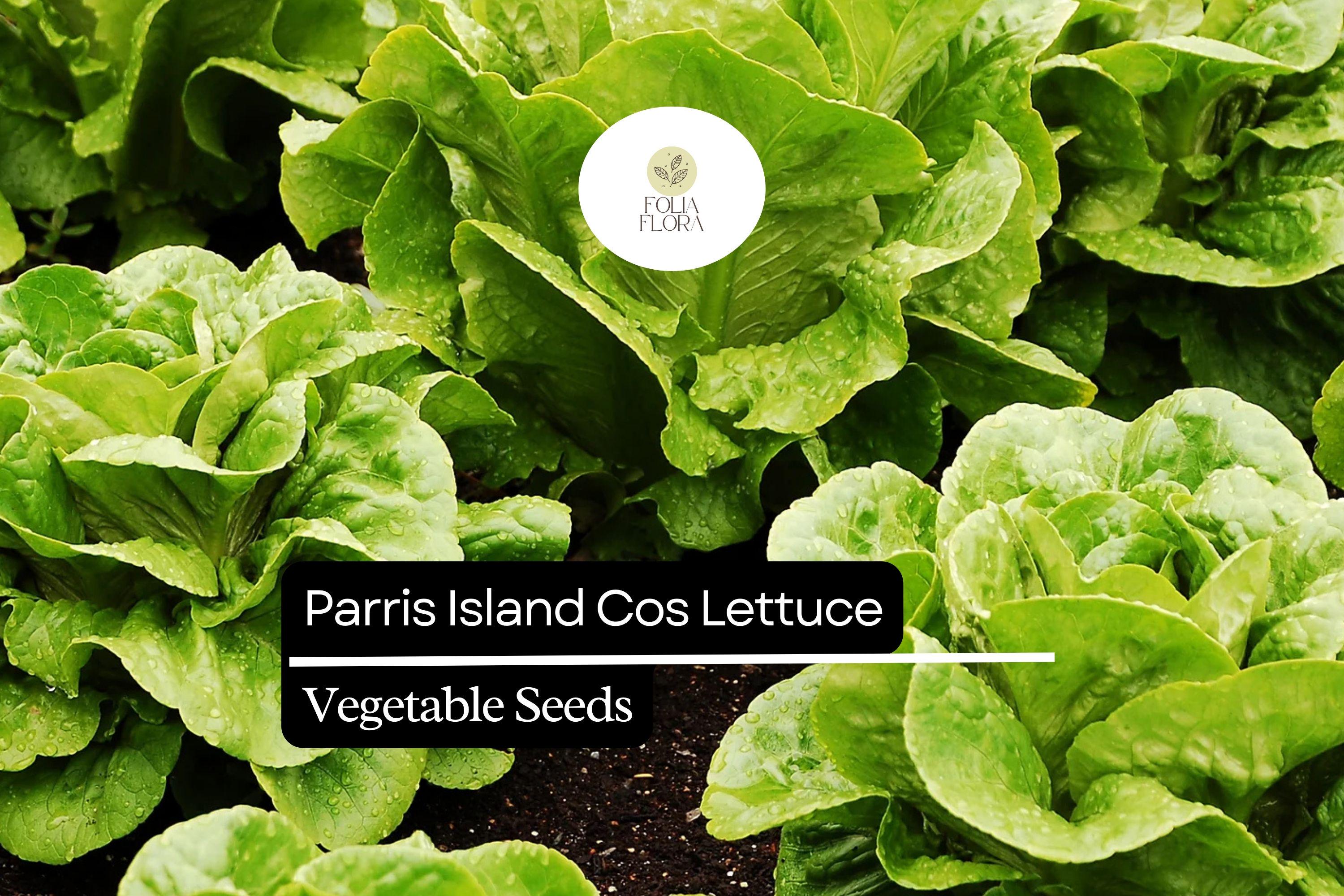 Parris Island Cos Lettuce Seeds – Heirloom Romaine, Heat Tolerant, Slow-Bolting, Garden & Container Growing, Lactuca sativa