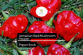 Jamaican Red Mushroom Pepper Seeds – Heirloom, Spicy, Smoky, High-Yield Capsicum chinense, Unique Mushroom-Shaped Peppers for Hot Sauces
