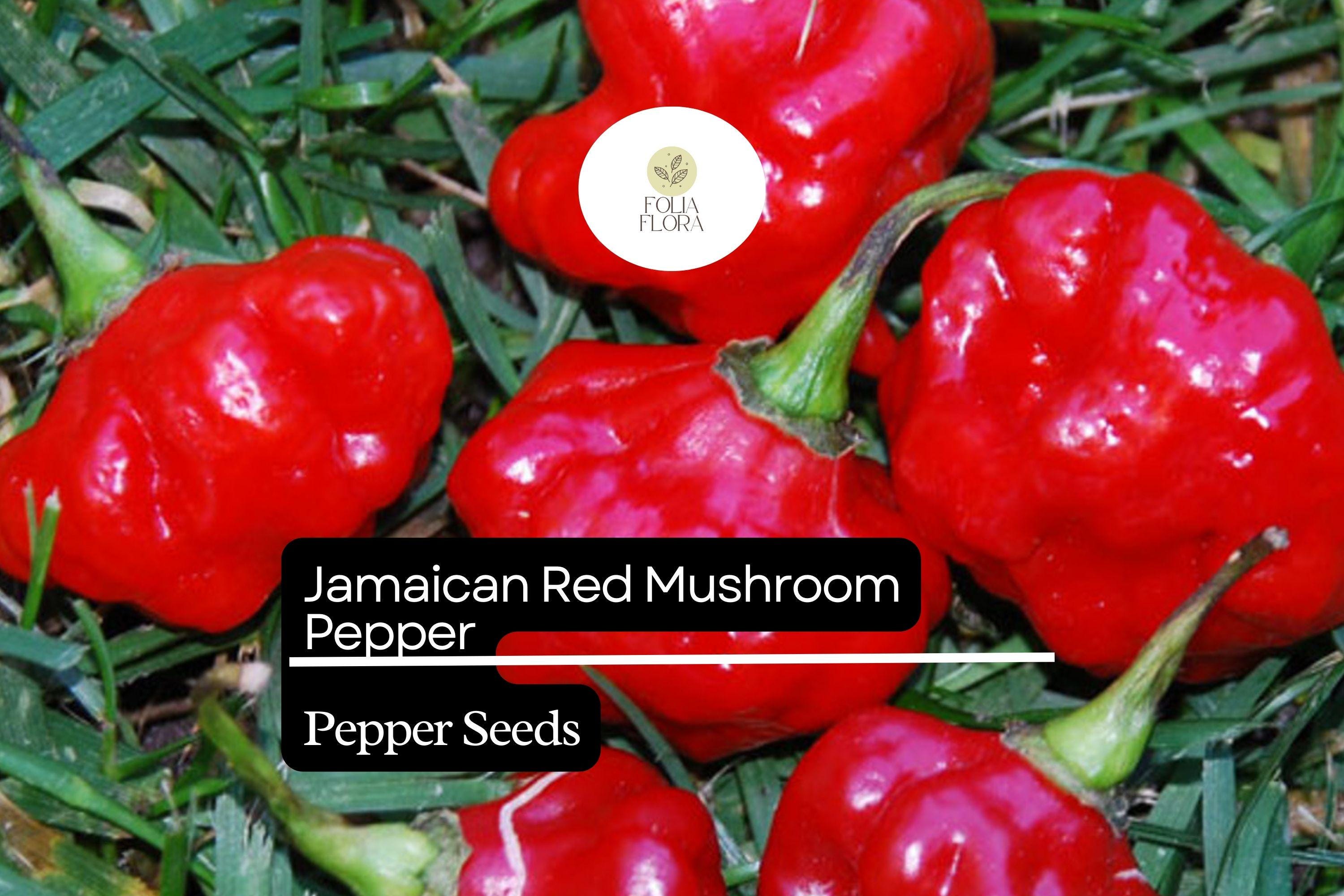 Jamaican Red Mushroom Pepper Seeds – Heirloom, Spicy, Smoky, High-Yield Capsicum chinense, Unique Mushroom-Shaped Peppers for Hot Sauces