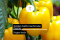 Golden California Wonder Pepper Seeds – Heirloom, Sweet, High-Yielding, Thick-Walled Bell Pepper, Capsicum annuum