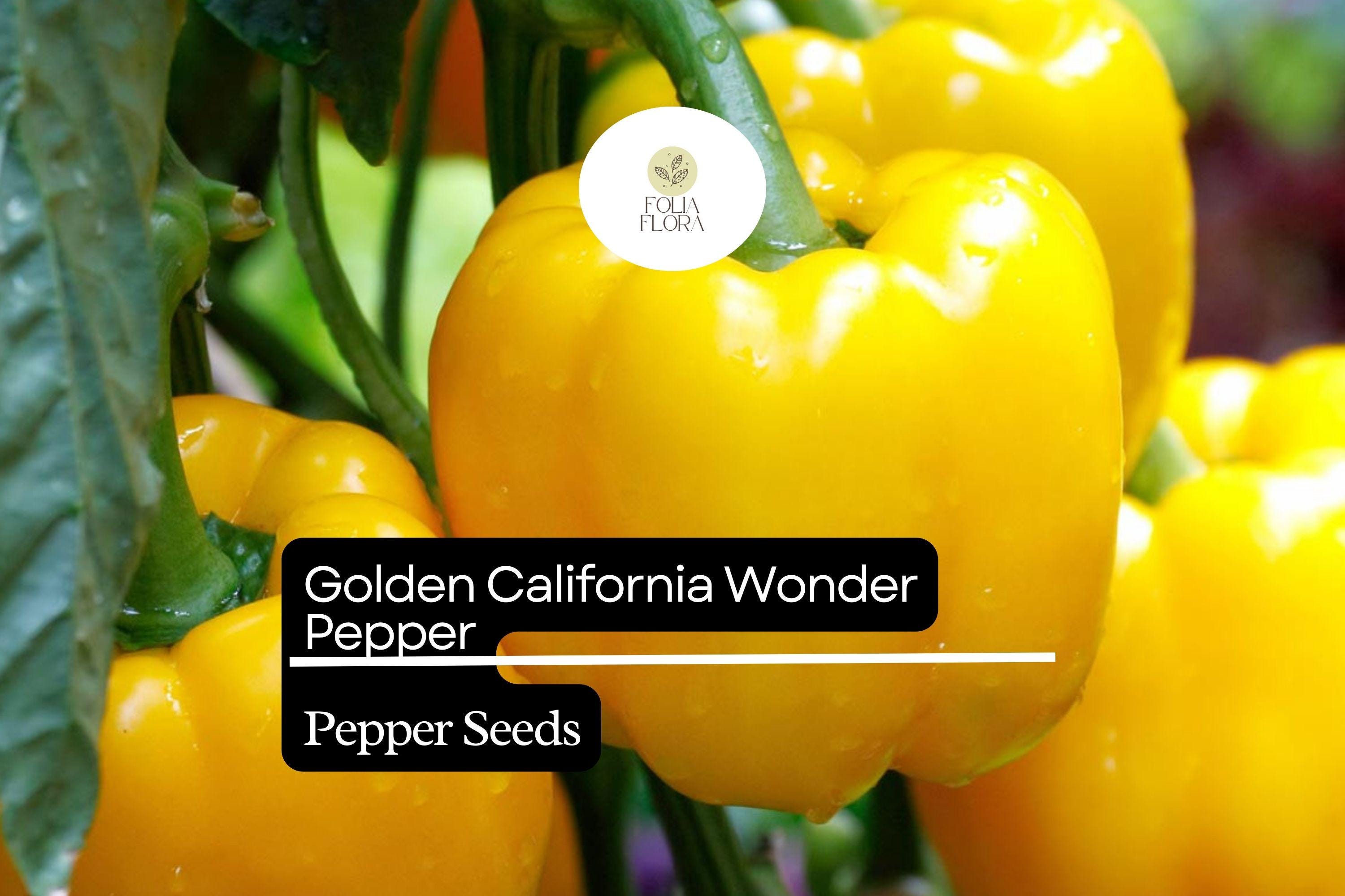 Golden California Wonder Pepper Seeds – Heirloom, Sweet, High-Yielding, Thick-Walled Bell Pepper, Capsicum annuum