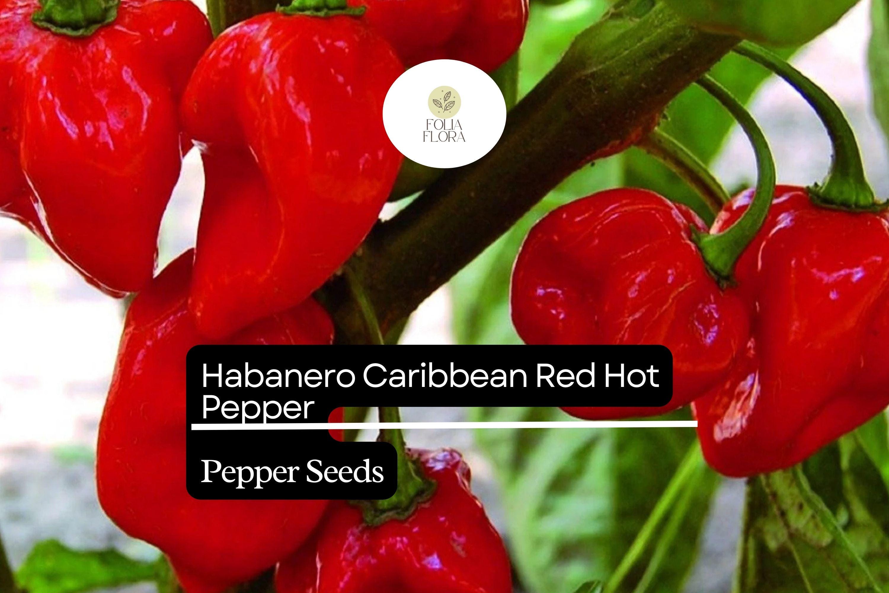 25 Caribbean Red Habanero Pepper Seeds – Capsicum chinense – Extra Hot, Fruity Flavor, High-Yielding, Drought-Resistant