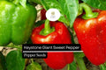 Keystone Giant Sweet Pepper Seeds – High-Yield, Thick-Walled, Non-GMO, Large 4-6 Inch Bell Peppers, Heirloom, for Stuffing & Salads