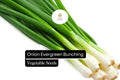 Evergreen Bunching Onion Seeds, Allium fistulosum, Non-GMO, Heirloom, Green Stalks, Continuous Harvest, Cold-Hardy, Fast-Growing