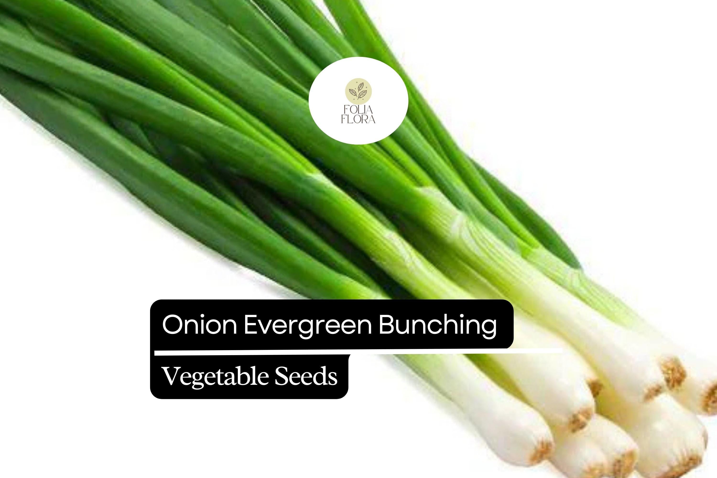 Evergreen Bunching Onion Seeds, Allium fistulosum, Non-GMO, Heirloom, Green Stalks, Continuous Harvest, Cold-Hardy, Fast-Growing