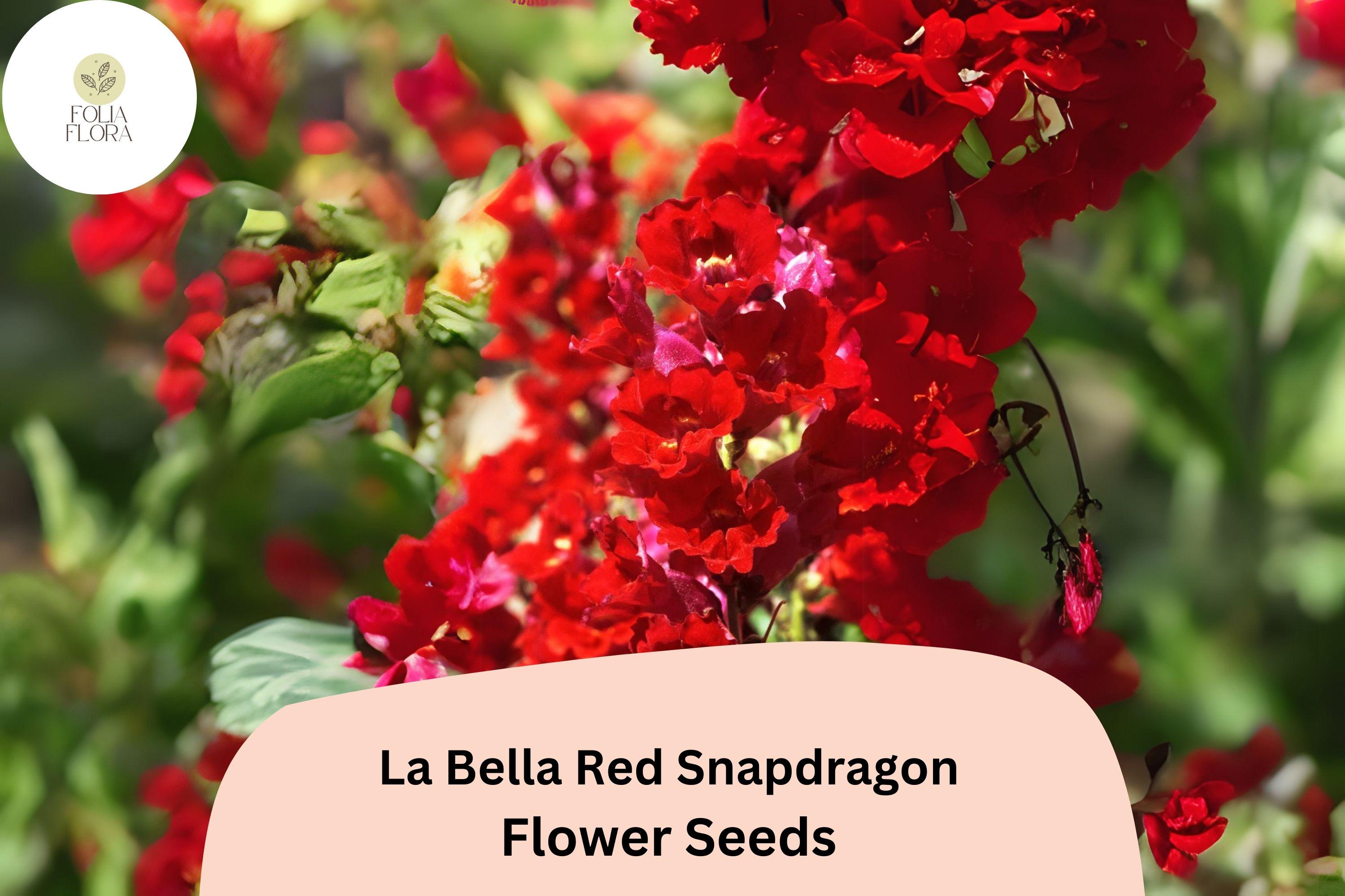 La Bella Red Snapdragon Seeds – 1000+ Vibrant Deep Red Blooms, Pollinator-Friendly Antirrhinum majus for Borders & Cut Flowers
