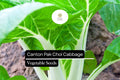 Canton Pak Choi Seeds – Fast Growing Asian Greens, Non-GMO, Brassica rapa, Tender White Stems & Green Leaves