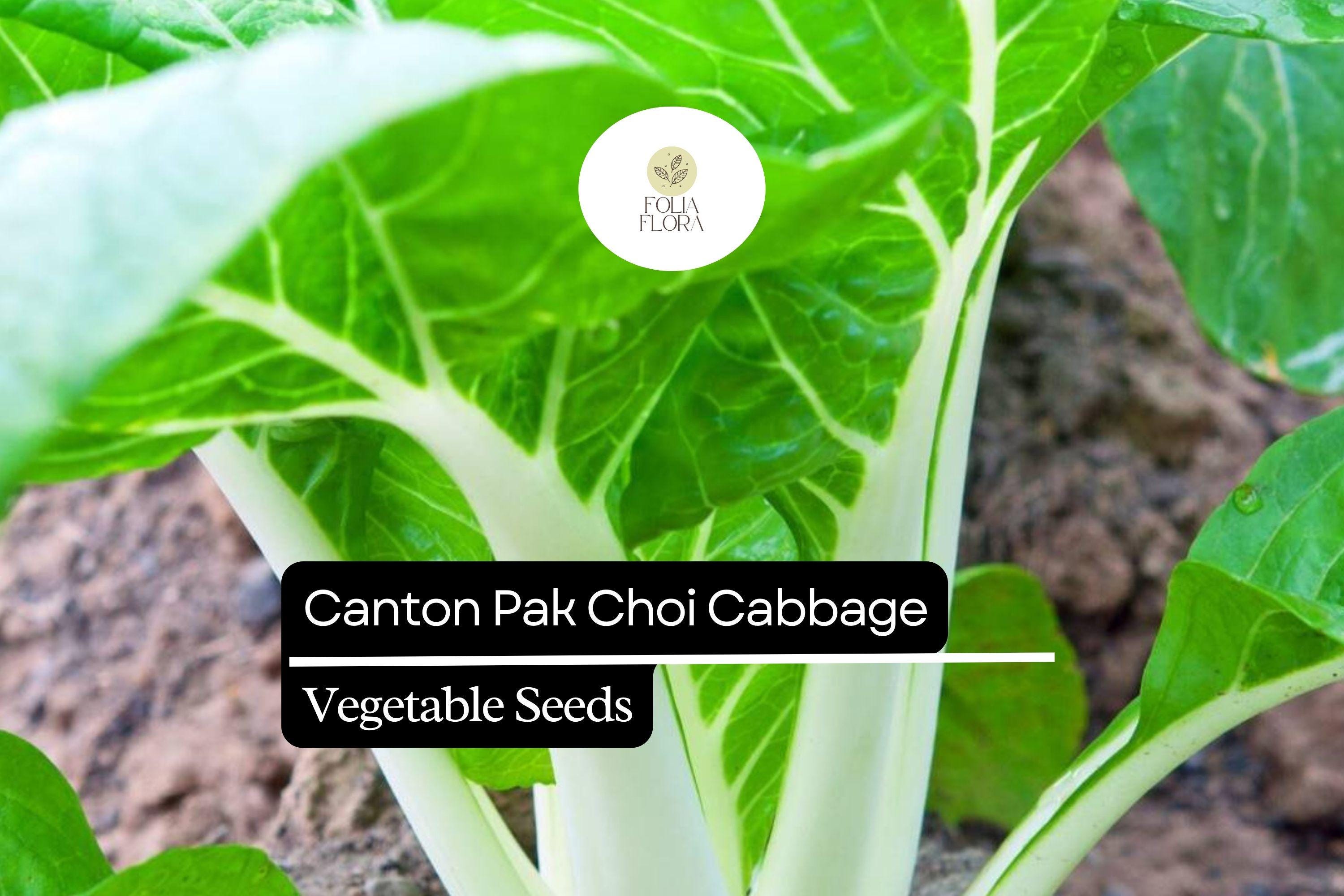 Canton Pak Choi Seeds – Fast Growing Asian Greens, Non-GMO, Brassica rapa, Tender White Stems & Green Leaves